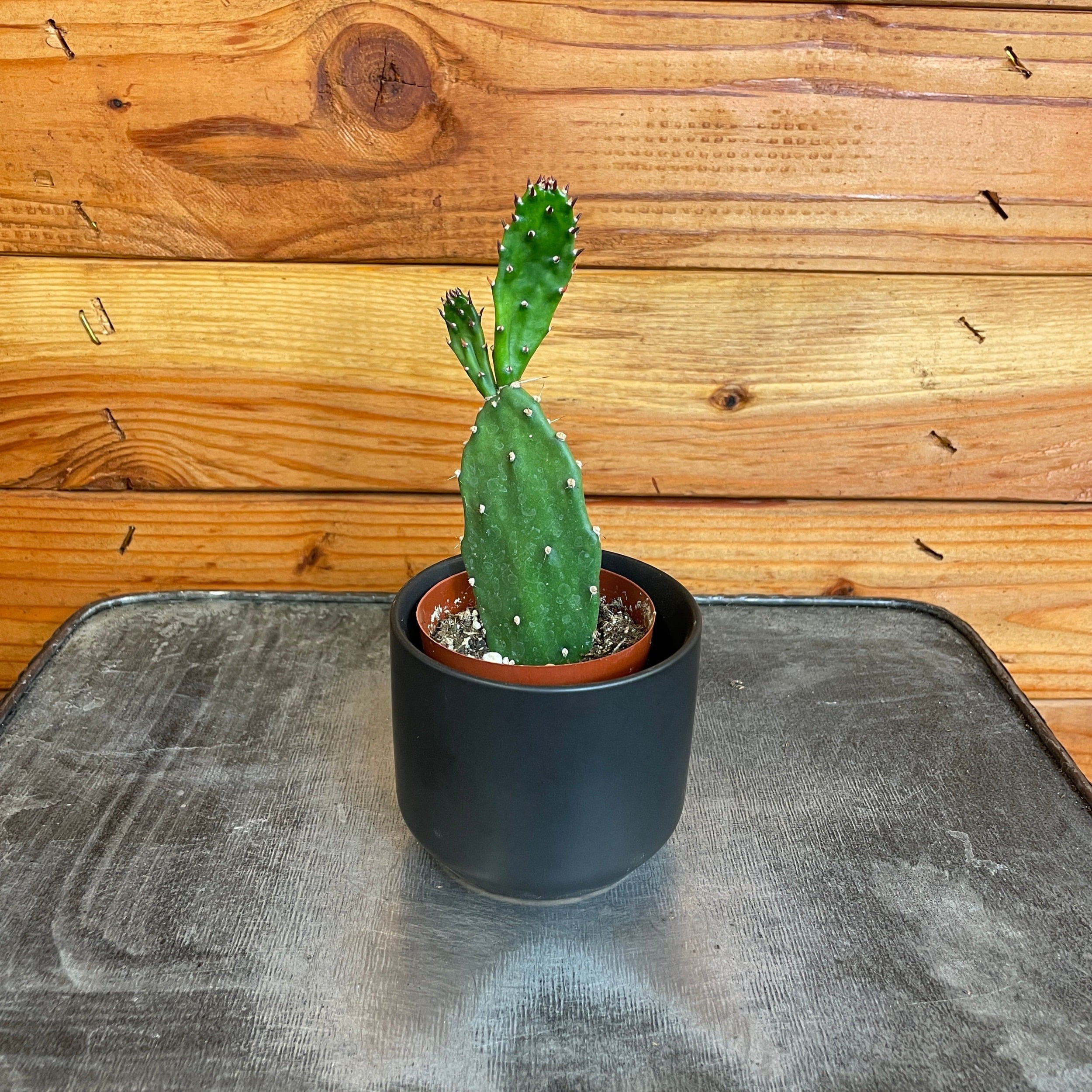 plantsですm(._.)m Amazon.com: Costa Farms ZZ Plant, Live Indoor Houseplant in