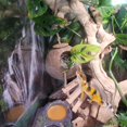 thumbnail image 4 of [ Refugio de Coco para Lagarto Reptil con Escalera MUYG para Gecko Leopardo ], 4 of 7