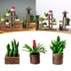 thumbnail image 5 of Maceta de bonsái en miniatura a escala 1:64, juguete de micropaisaje para jardín infantil, decoración de plantas en maceta para casa de muñecas de café, 5 of 10