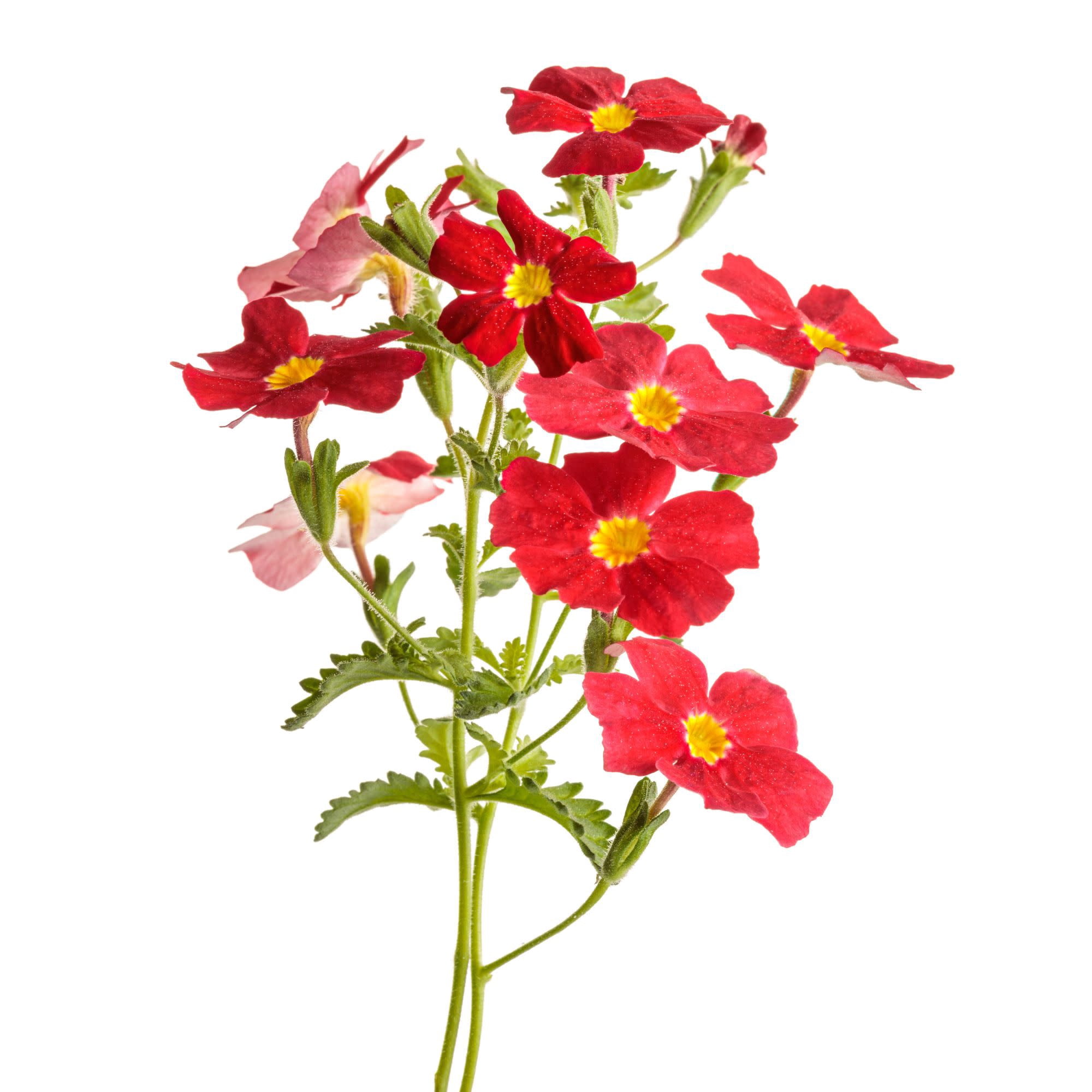 Proven Winners 4" Red Safari Lava Flow African Phlox Live Plant in 4.25" Pot (4 Count)
