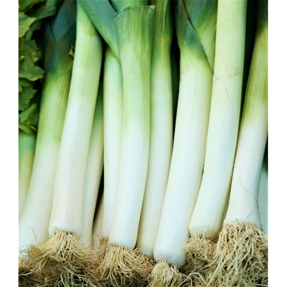 Leek, American Flag Leek Seeds, Non GMO, 200 Seeds PER Package, Great for Soups, Stews, Salads Or As A Garnish. Large American Flag Seeds Produce Leeks with Large Stems and Leaves.