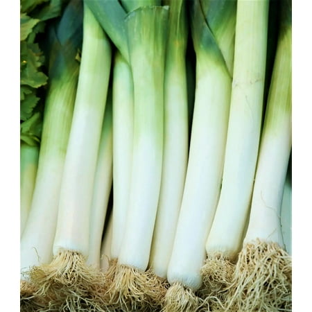 Leek, American Flag Leek Seeds, Non GMO, 500 Seeds PER Package, Great for Soups, Stews, Salads Or As A Garnish. Large American Flag Seeds Produce Leeks with Large Stems and Leaves.