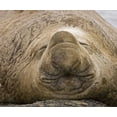 thumbnail image 2 of Paulson, Don 23x20 White Modern Wood Framed Museum Art Print Titled - South Georgia Island Sleeping bull elephant seal, 2 of 4