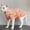 Striped Sweater Orange, variant on Striped Knit Turtleneck Sweater for Hairless Cats (Sphynx, Devon Rex), Cozy Autumn & Winter Pet Pullover, Soft Breathable Cat Base Layer Outfit