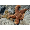 thumbnail image 2 of Engelbrecht, Jim 24x17 White Modern Wood Framed Museum Art Print Titled - Sea Star-tidal pool-Juneau-Alaska-USA, 2 of 4