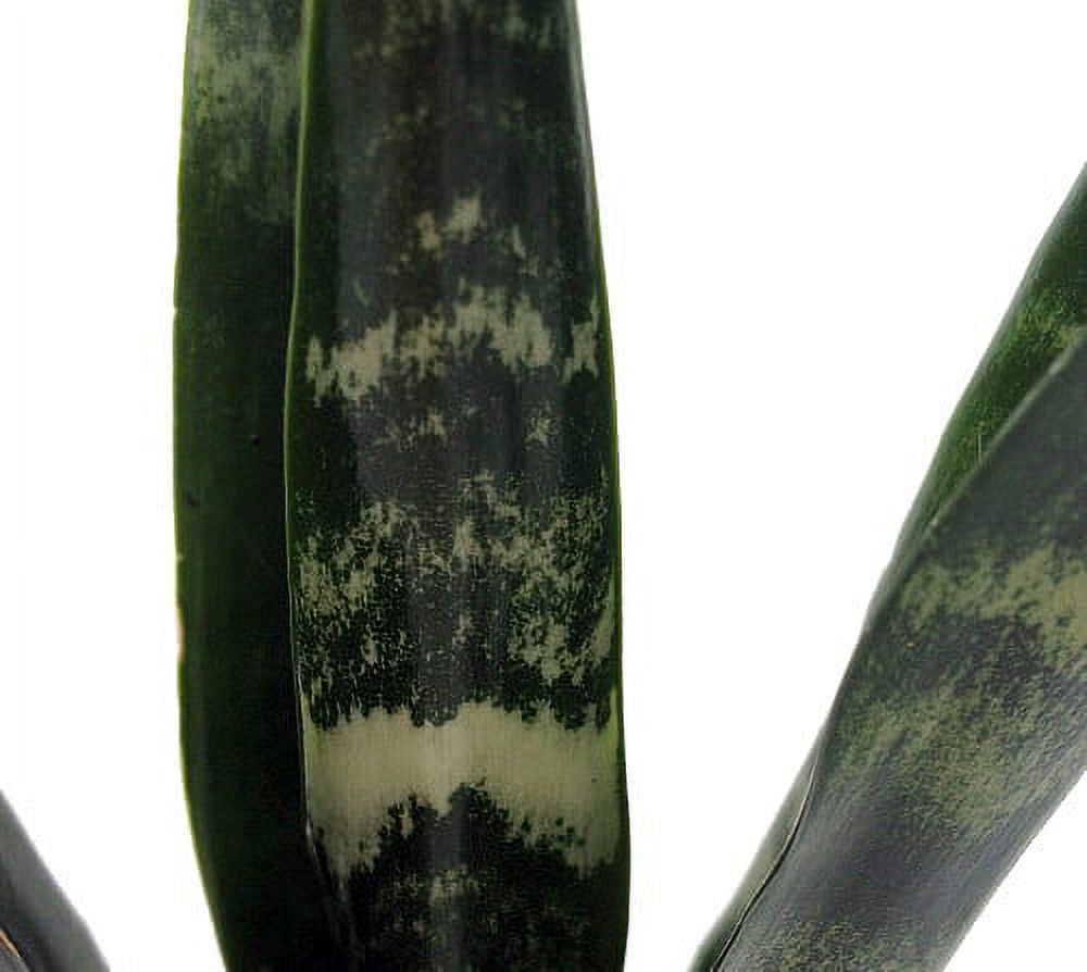 SALE-Black Coral Snake Plant - Sansevieria - Almost Impossible to kill - 4"  Pot - Walmart.com