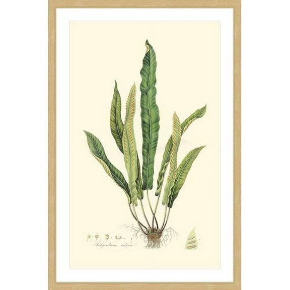 Marmont Hill "Curtis Ferns VI" Framed Painting Print