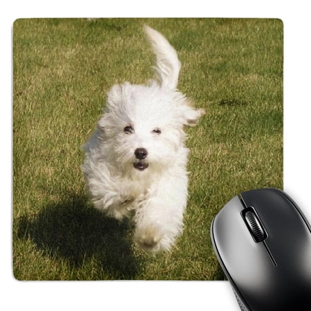3dRose  Bishon Frise Puppy Running  MousePad price history on PriceWatchPro