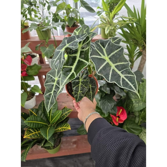6 inch pot Alocasia Amazonica Polly- House Plant - in USA - Get similar to picture