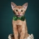 thumbnail image 4 of Collar para Gatos con Lazo y Cascabeles para Festivales Irlandeses, 4 of 6
