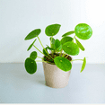 thumbnail image 4 of Money Plant Live in 3 Inches Pot, Pilea Peperomioides Plant Live, 2 - 4 Inches Tall, Easy Care Houseplant for Home and Office Decoration, 4 of 5