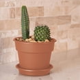 thumbnail image 2 of Bloem Dura Cotta Planter 6" Terra Cotta, 2 of 6