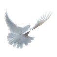 thumbnail image 2 of Free Flying White Dove Wall Decal by Wallmonkeys Peel and Stick Graphic (24 in W x 21 in H) WM136361, 2 of 4