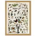thumbnail image 1 of Millot Encyclopedia Arthropods Exoskeletal Animals Nature Artwork Framed Wall Art Print A4, 1 of 4