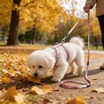 thumbnail image 6 of Cat Harness and Leash Set Adjustable No Escape Nylon for Walking Outdoor Safety, H Shape Reflective with Metal Clips, Gradient Colors, 6 of 6