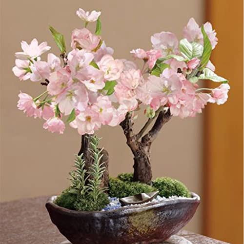 50+ Rare Cherry Blossoms Seeds for Planting - Dwarf Pink Sakura Weeping  Cherry Apple Blossom Bonsai Tree Seeds for Garden/Indoor/Outdoor - Walmart  Business Supplies