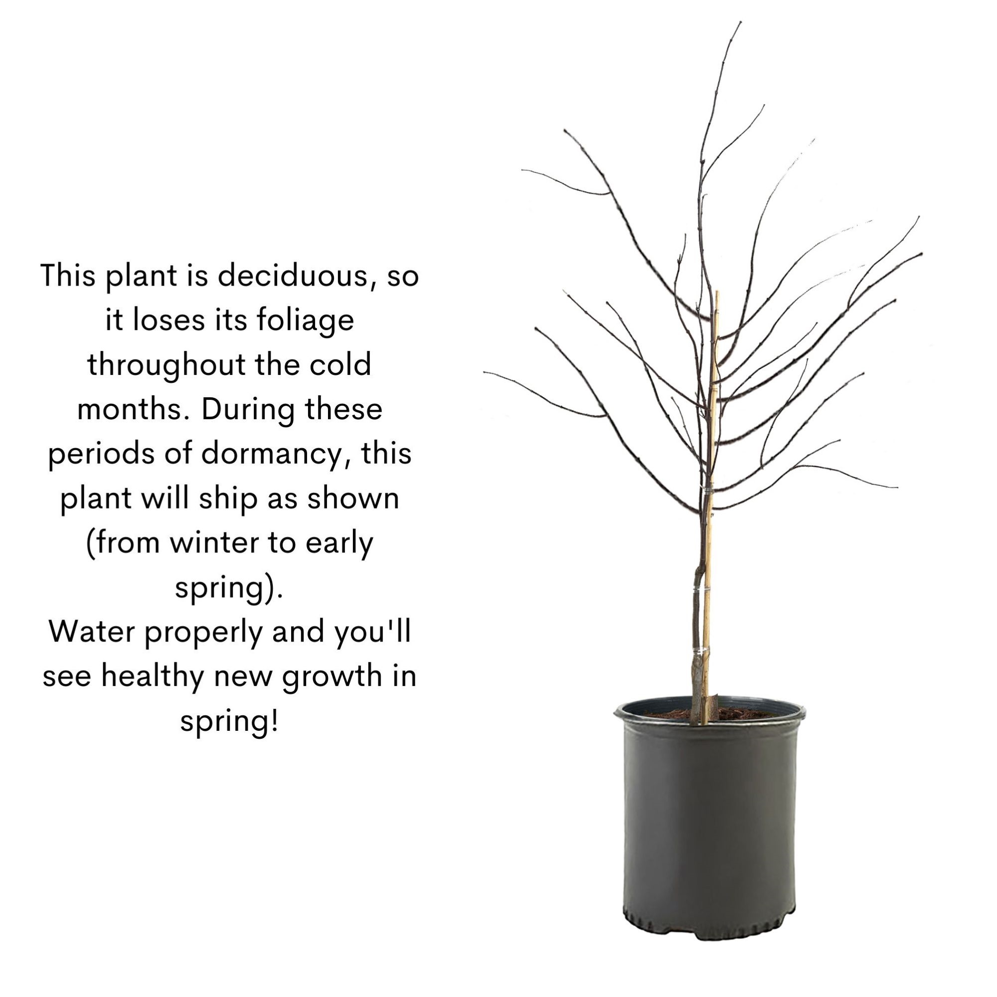 Expert Gardener 3 Gallon Bloodgood Japanese Maple