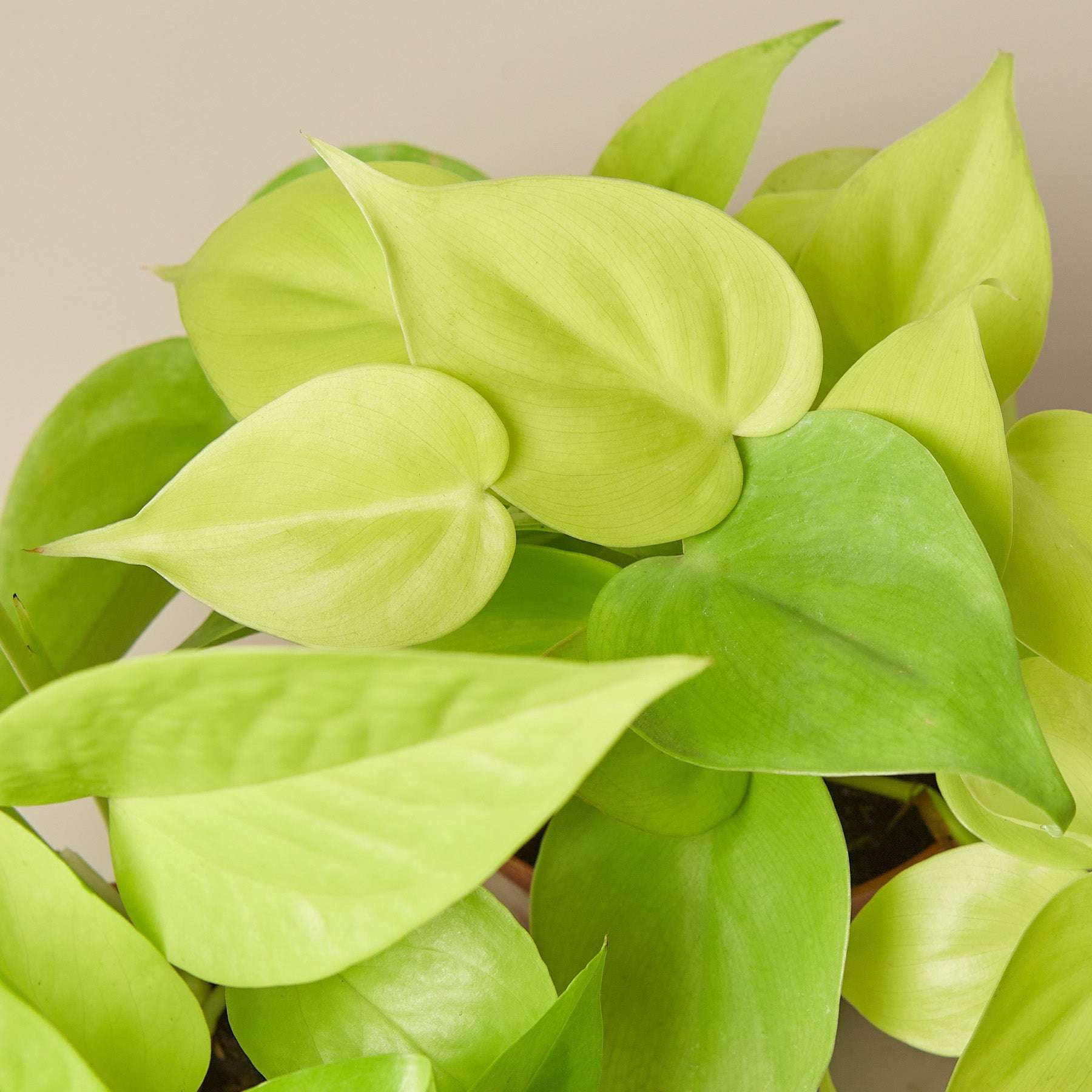 Pothos Neon Live Plant for Indoor | Different Houseplants in 4'' & 6'' Pot | Real House Plant for Living Room, Office, Desk & Bathroom | Neon Pothos | Epipremnum pinnatum