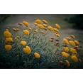 thumbnail image 5 of Gold Yarrow Seeds/ Perennial/ Full Sun/  43K+ Seeds 1/4 oz/ Zellajake Farm and Garden - B103, 5 of 5