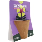 BUZZY Seeds Wildflower Seed Ball Cup 6-Pack – Over 50 Seeds Per Ball, Colorful Decorative Seed Balls in Biodegradable Cups with Growing Medium – Indoor Gardening Gift Set