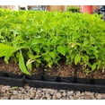thumbnail image 4 of ( 1 ) - Nikko Blue Mophead Hydrangea - Starter Plant ( 8m ) ( 1 live plant ), 4 of 4