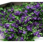 Jackmani Clematis Vine - Velvety-Purple - 2.5" Pot