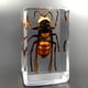 thumbnail image 3 of Injueey Materiales respetuosos con el medio ambiente para un espécimen de escarabajo avispa araña escorpión seguro y confiable Decoración del hogar araña peluda, 3 of 6