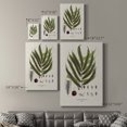 thumbnail image 4 of Botanical Society Ferns II Premium Gallery Wrapped Canvas - Ready to Hang, 4 of 9