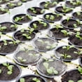thumbnail image 4 of 100Pcs Clear Garden Plant Protection Cloche Hydroponic Growing Cover, 4 of 9