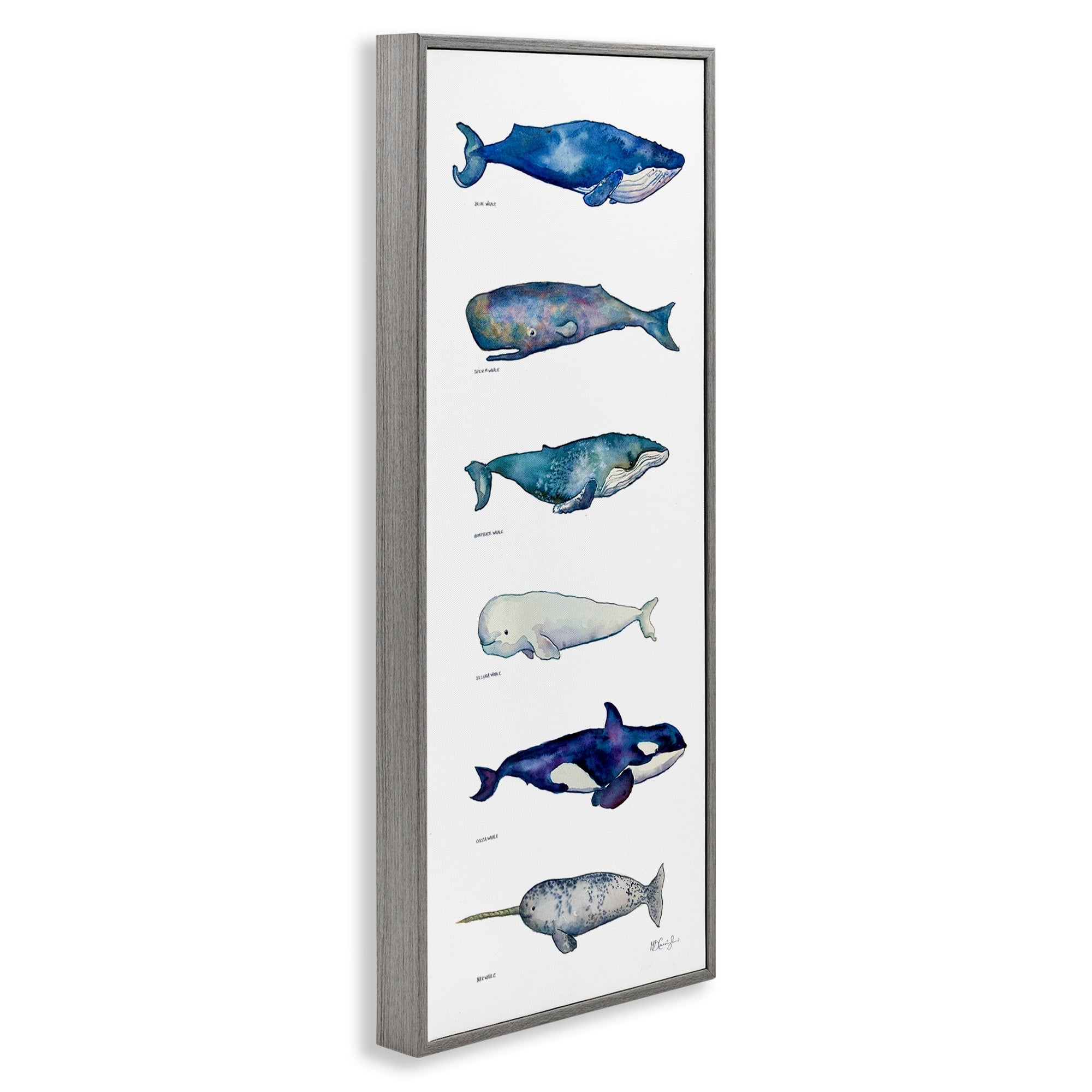 Stupell Industries Maritime Sea Life Ocean Whales Narwhal Chart Diagram , 13 x 30, Design by MB Cunningham