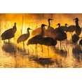 thumbnail image 2 of Jaynes Gallery 14x11 White Modern Wood Framed Museum Art Print Titled - USA-New Mexico-Bernardo Wildlife Management Area-Sandhill cranes in water on foggy sunrise, 2 of 4