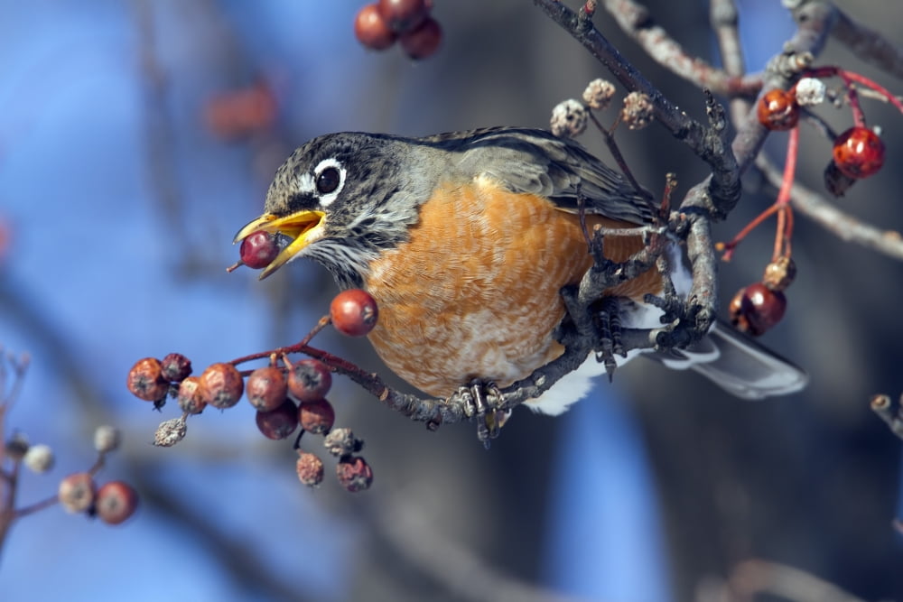 American Robin Eating Berries In Winter. Turdus Migratorius. Montreal