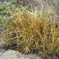 thumbnail image 4 of Carex Seed - Orange Sedge Ornamental Grass Seeds - 400 Seeds, 4 of 5