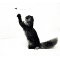 thumbnail image 3 of Cat Dancer 101 Cat Dancer Interactive Cat Toy, 3 of 4