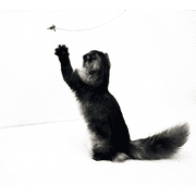Cat Dancer 101 Cat Dancer Interactive Cat Toy