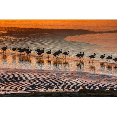 Andean Flamingo - Altiplano, Bolivia, Eduardo Abaroa Andean Fauna National Reserve, Laguna Colorada, flamingos Print Wall Art By Art Wolfe