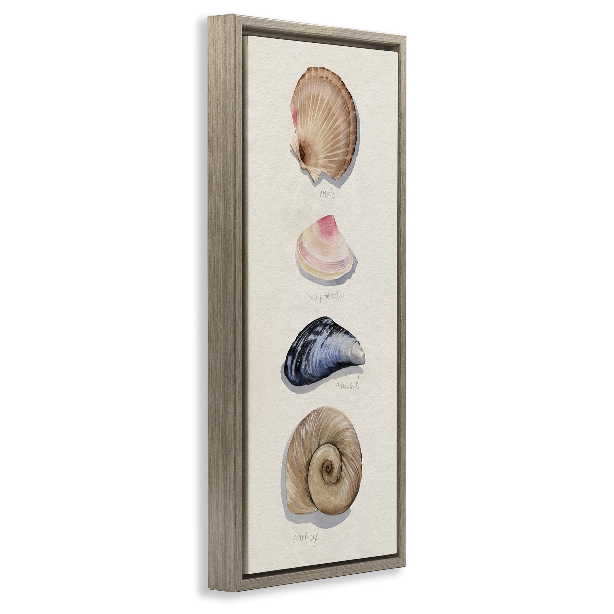 Stupell Industries Traditional Nautical Sea Shells Nature Painting Brown Floater Framed Canvas Art Print Wall Art, 15 x 31