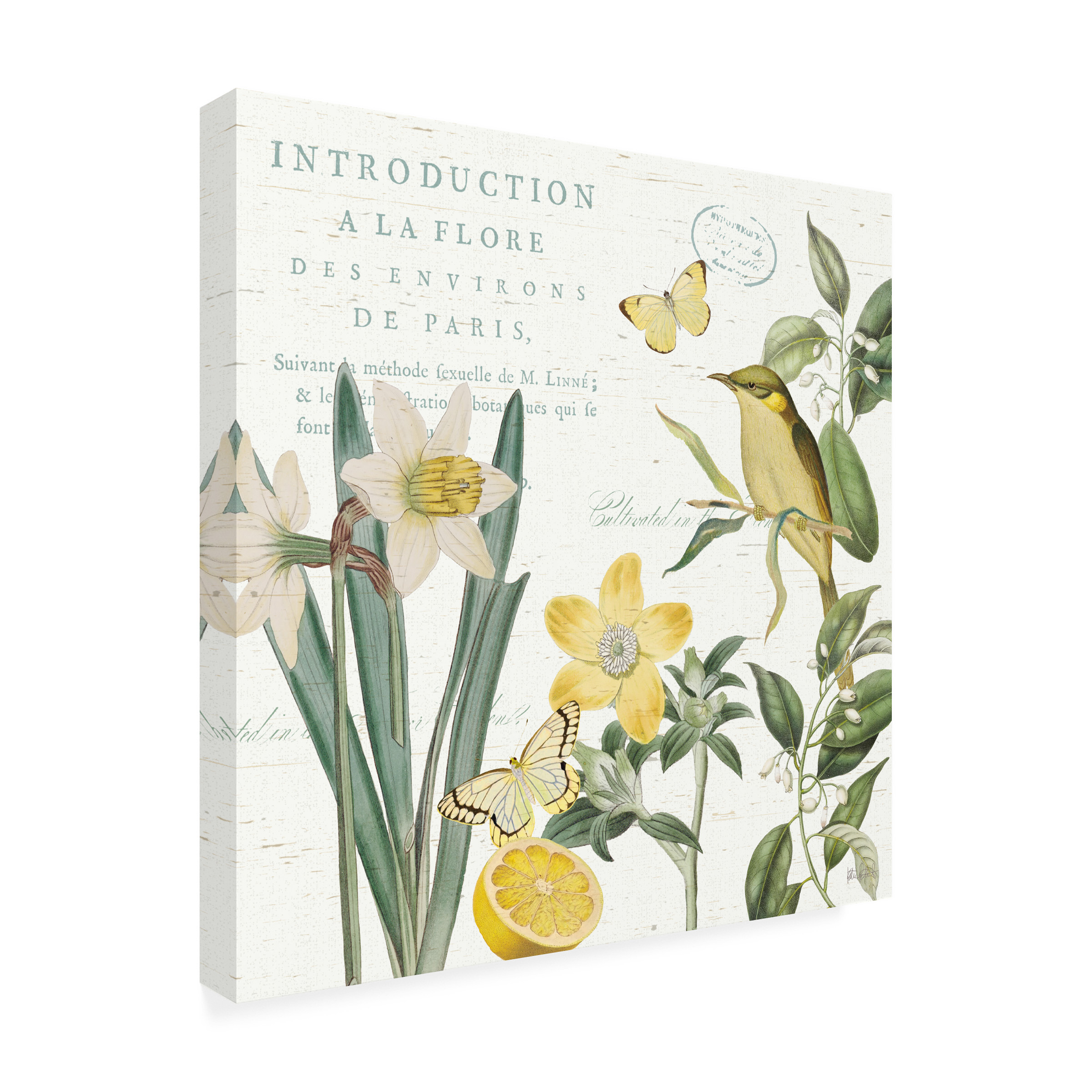 Trademark Fine Art 'Citron Curiosities III' Canvas Art by Katie Pertiet