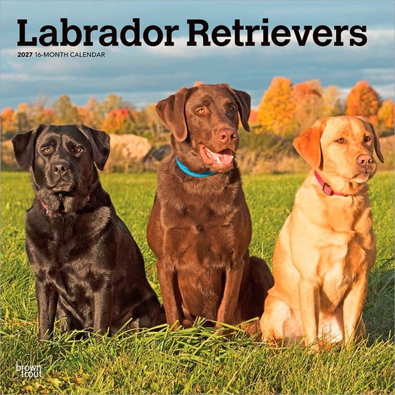 Labrador Retrievers 2027 12 X 24 Inch (Hanging) Monthly Square Wall Calendar Plastic-Free, (Paperback)