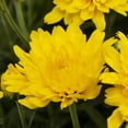 thumbnail image 4 of Expert Gardener 6 Inch Yellow Chrysanthemum Live Fall Plant 1PT Grower's Pot Tue 6-Pack Easy to Grow, 4 of 8