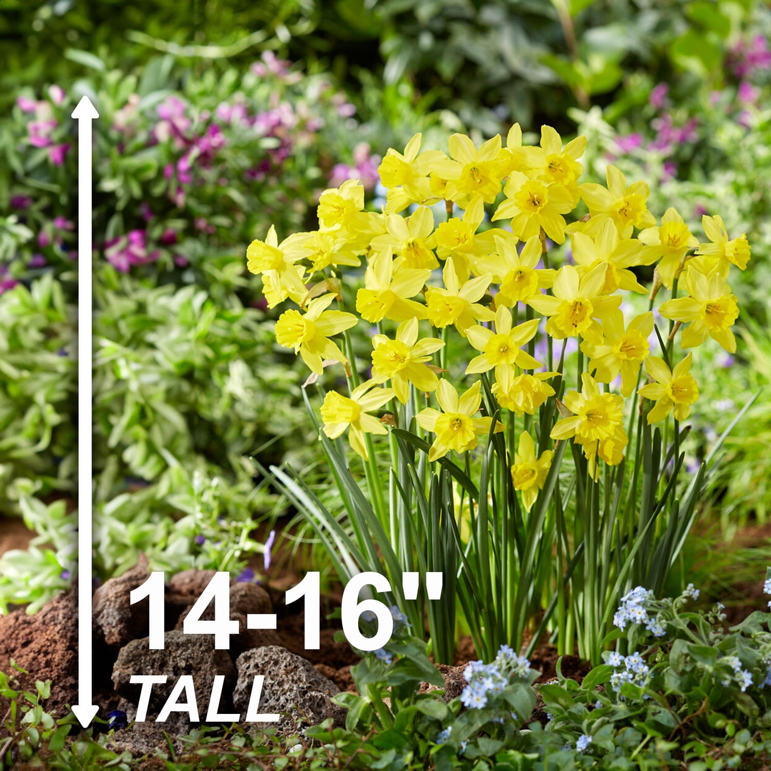 Garden State Bulb Narcissus Jonquil Yellow Sailboat Daffodil Flower Bulbs, 14/16cm (Bag of 25)