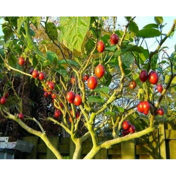 Tomato Tree Bonsai Seeds for Planting - 10 Rare Seeds - Tamarillo, Cyphomandra betacea