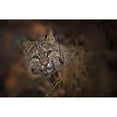 thumbnail image 3 of Kalathas, Nick 18x13 Black Modern Framed Museum Art Print Titled - These Eyes, 3 of 5