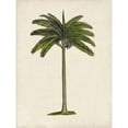 thumbnail image 3 of McCavitt, Naomi 12x14 Black Modern Framed Museum Art Print Titled - British Palms IV, 3 of 5