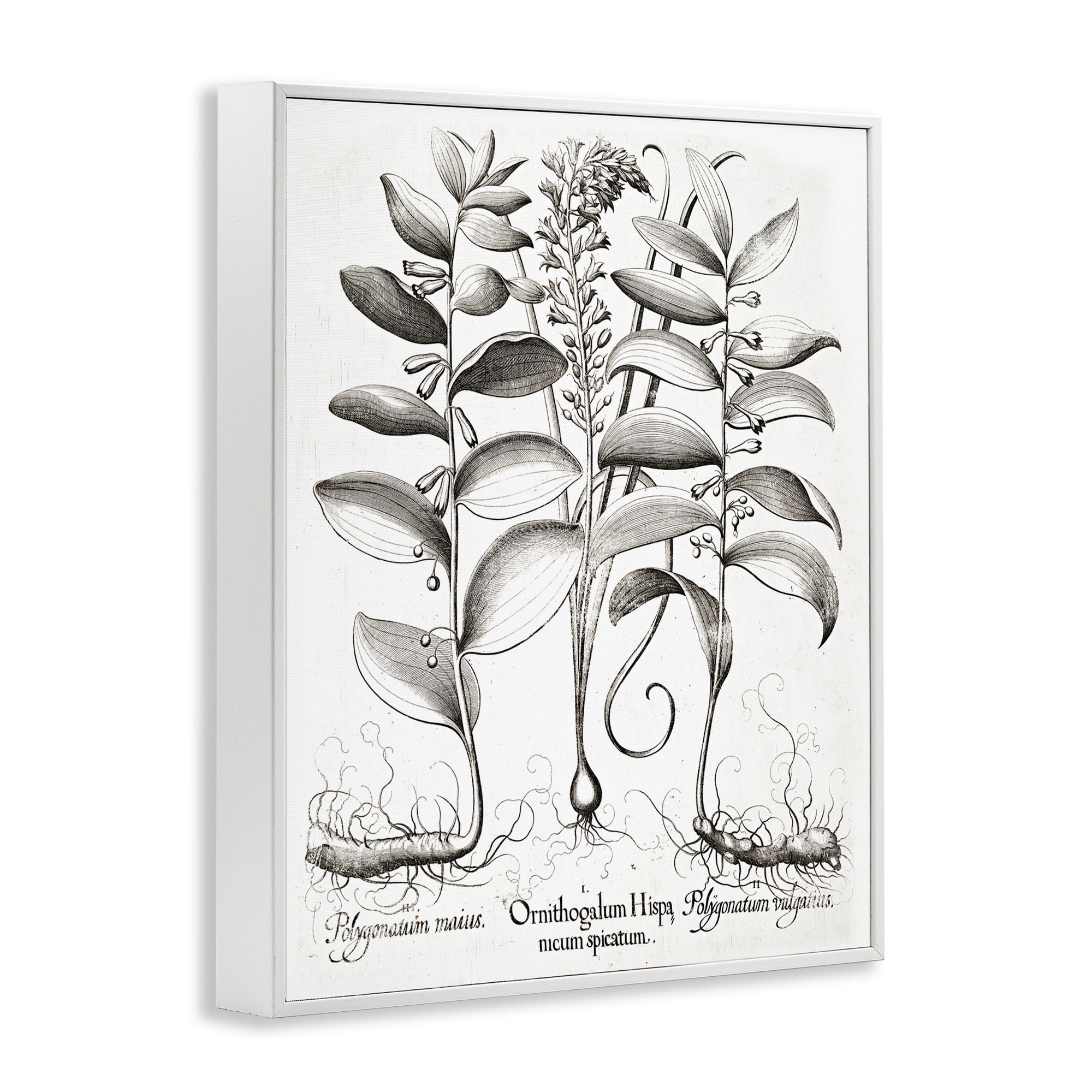 Vintage Botanical Root Study White Framed Giclee Art, design by Lettered and Lined