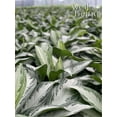 thumbnail image 4 of Nature's Way Farms Aglaonema Silver Bay (25-30 inches tall) in Growers Pot, 4 of 5