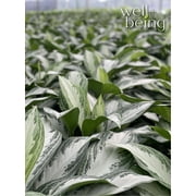Natures Way Farms Aglaonema Silver Bay (25-30 inches tall) in Growers Pot