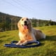 thumbnail image 2 of Collar De Perro Y Set De Correa De Entrenamiento 130, 2 of 5