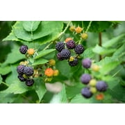 50 *Seeds BLACK RASPBERRY Rubus Leucodermis Fruit Bush Vine Seeds