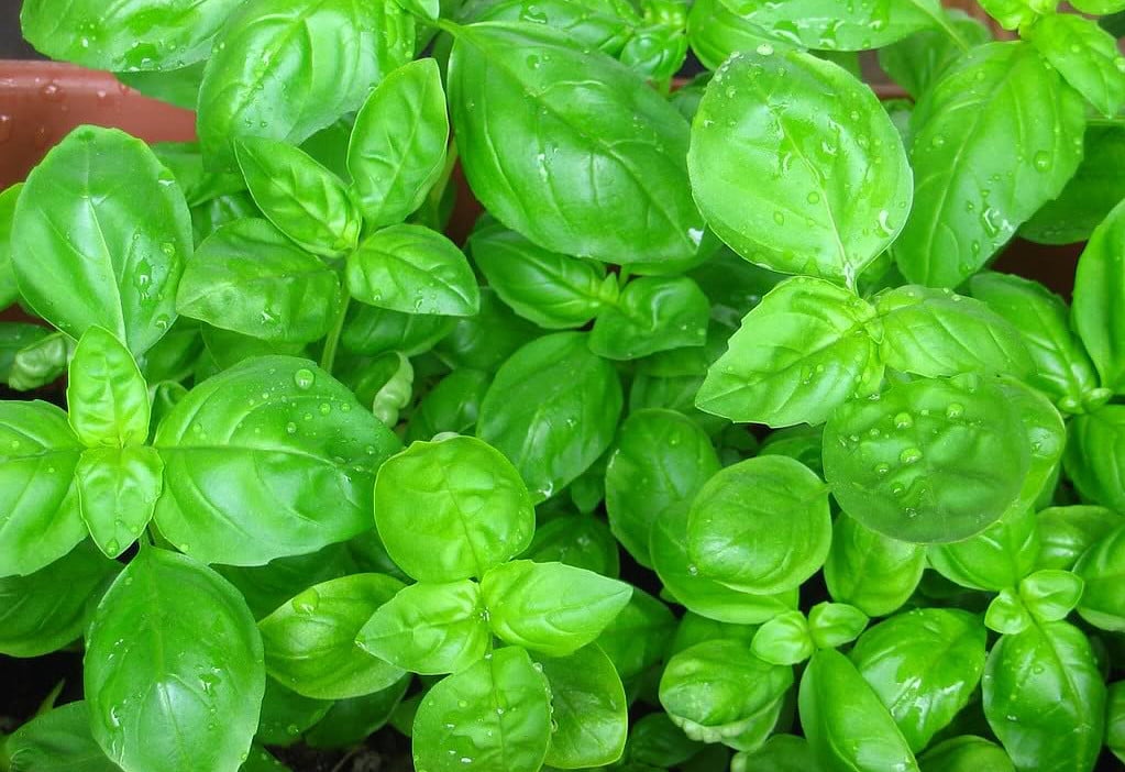 Sweet Large Leaf Italian Basil - Must Have Herb - 3" Pot - Walmart.com